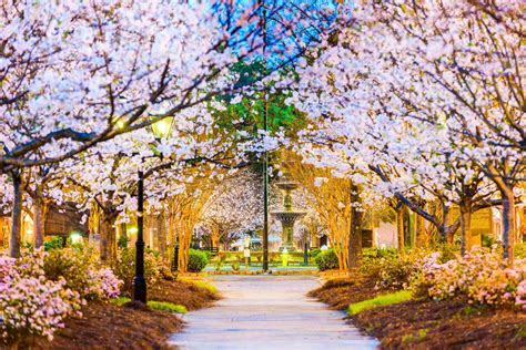 Cherry blossom festival macon ga - March 17, 2022. The Pinkest Party on Earth is coming to town March 18-27. That’s right–the Cherry Blossom Festival is back in Macon and is celebrating 40 years. There are plenty of fun events ...